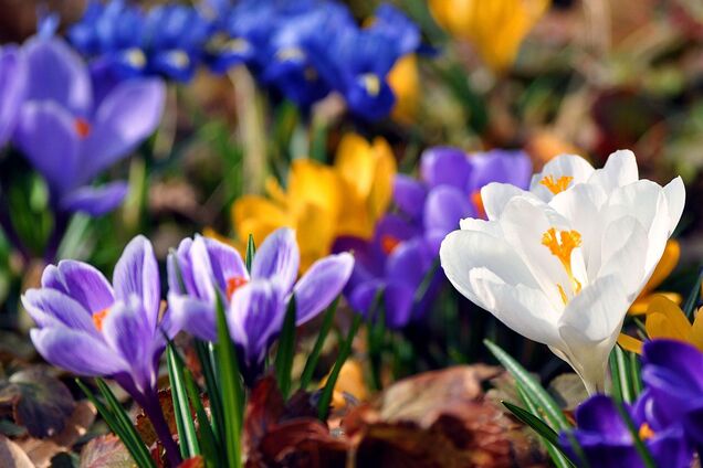 До +20: в Україну увірветься весна. У Гідрометцентрі озвучили прогноз до середини березня