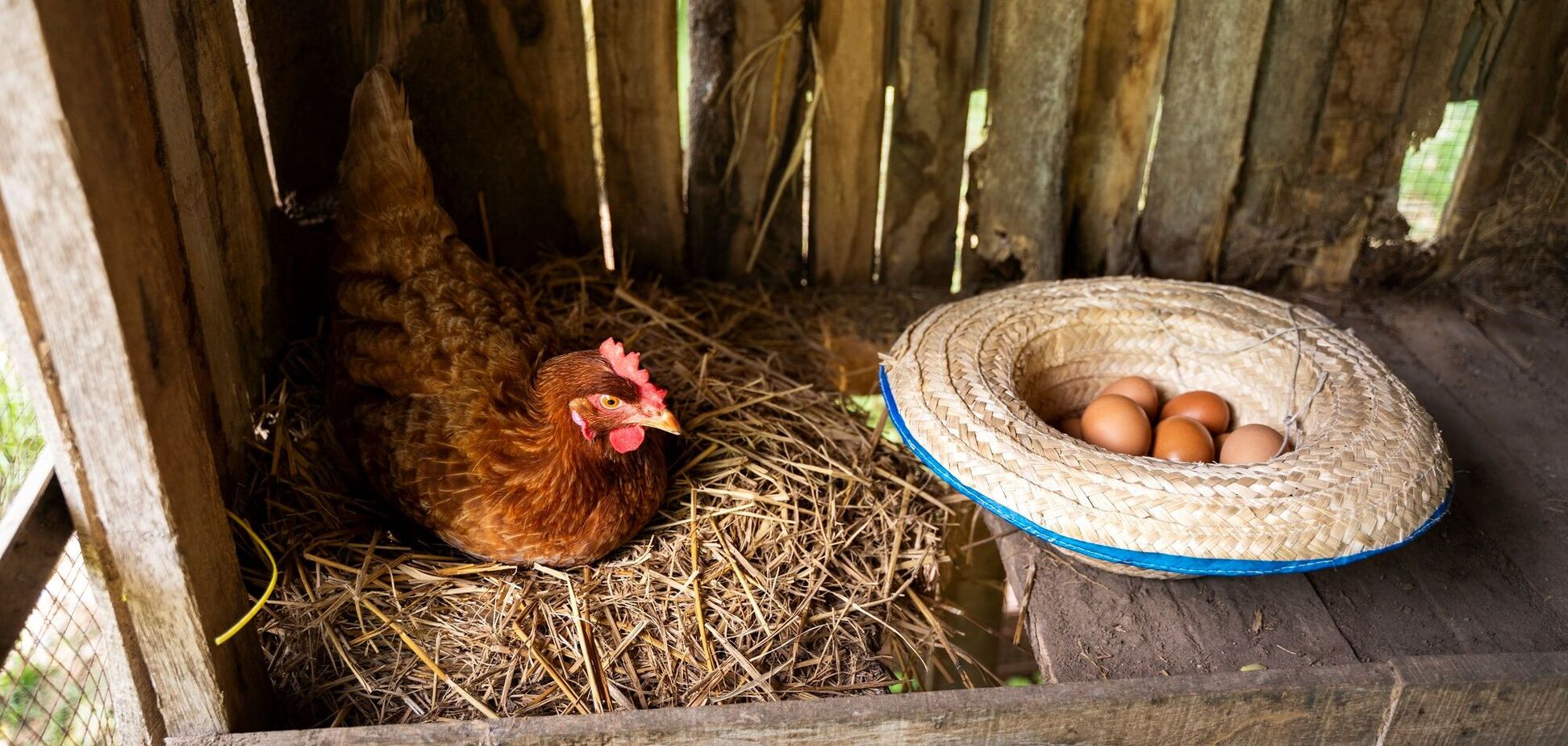 В США знайшли рішення проблеми дорогих яєць