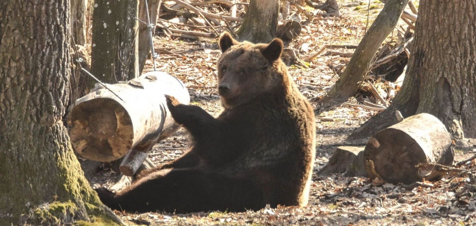 Ведмеді прокидаються від сплячки: на Львівщині клишоногі вже зустрічають весну. Відео