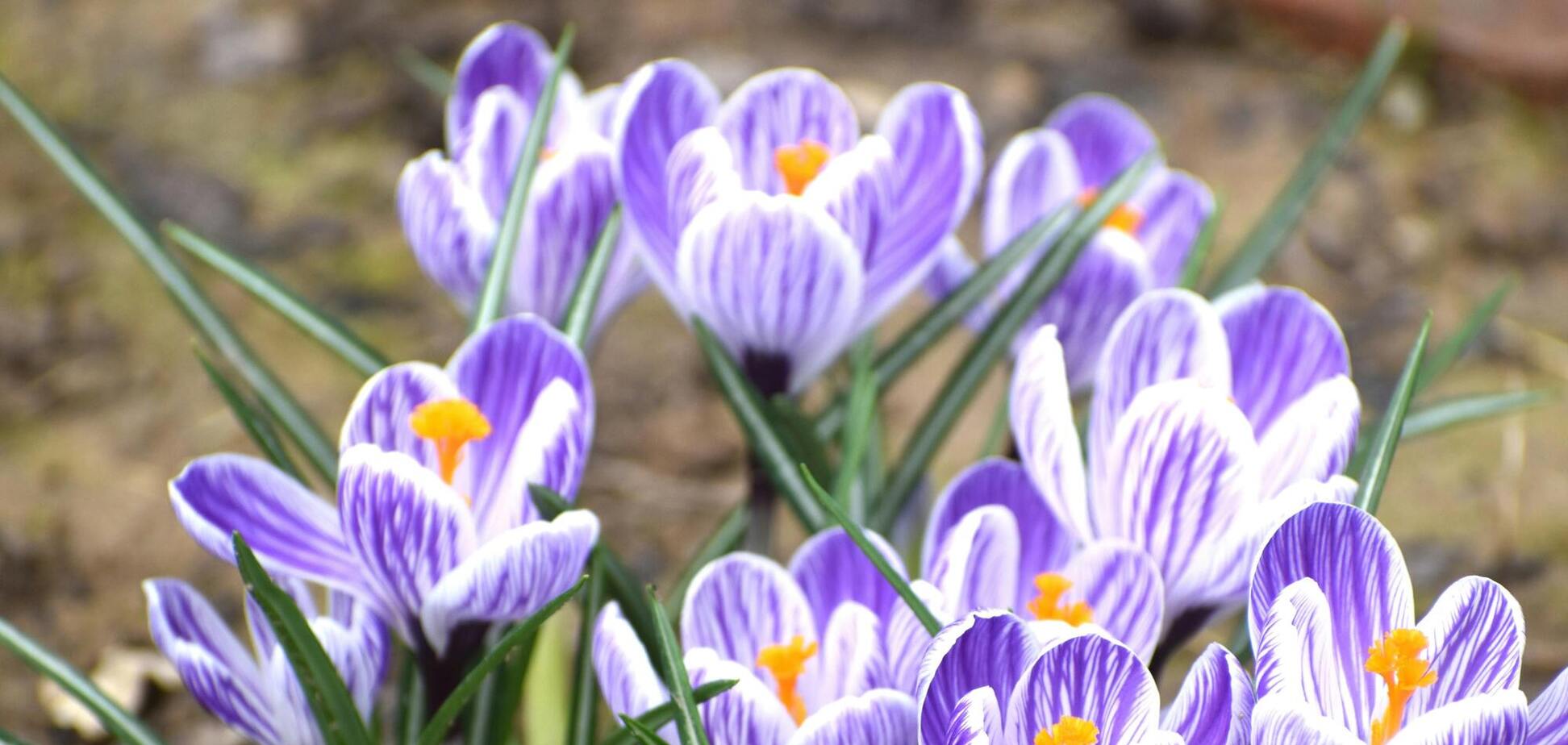 Синоптики рассказали, какой будет погода в Украине 8-9 марта