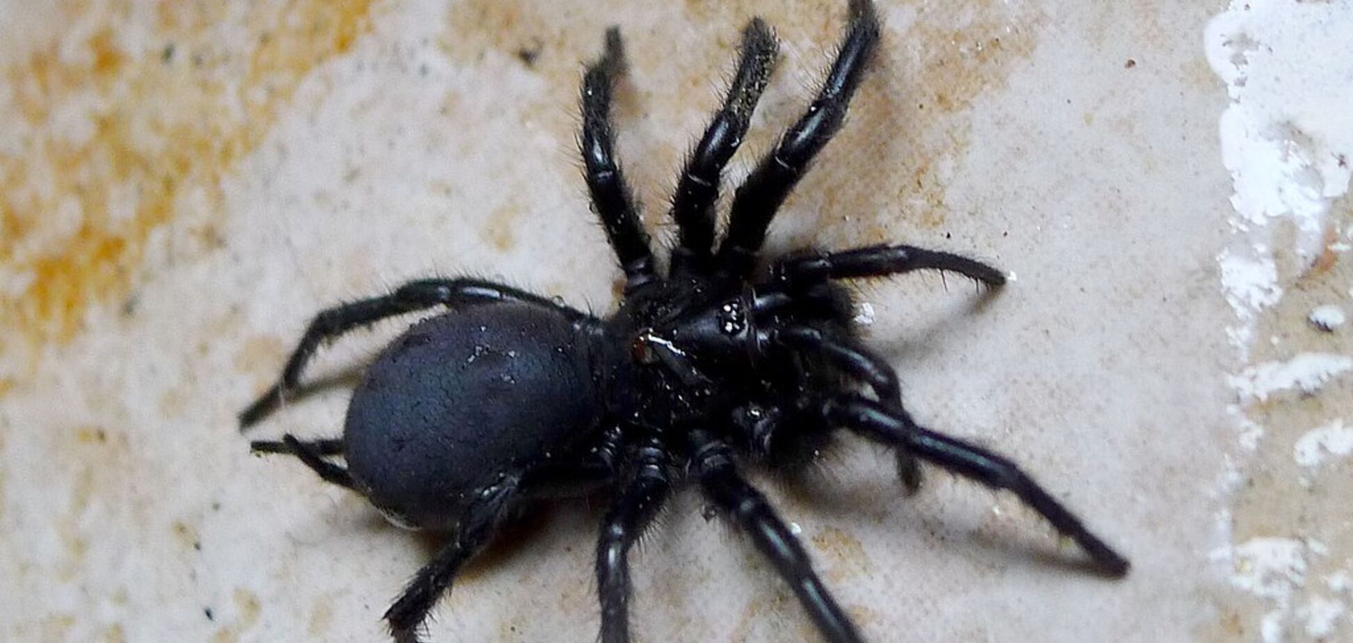 Один из самых больших пауков Европы с 'огромным аппетитом' добрался до Великобритании: в чем его уникальность. Фото