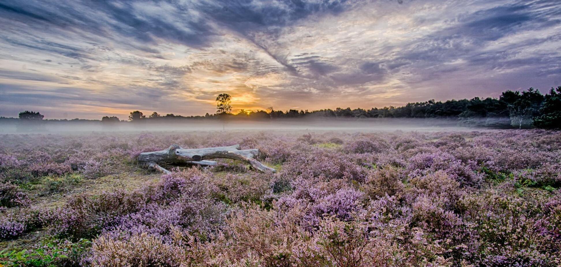 Де найгарніші лавандові поля у світі: підбірка чарівних місць