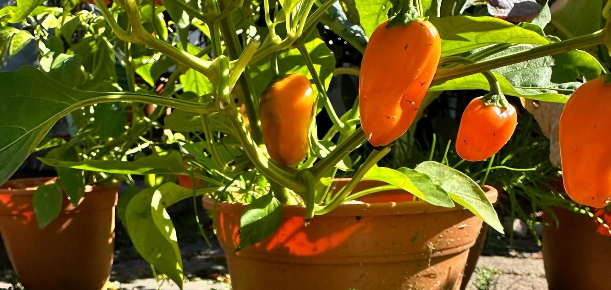 Урожай увеличится в разы: где посадить перец