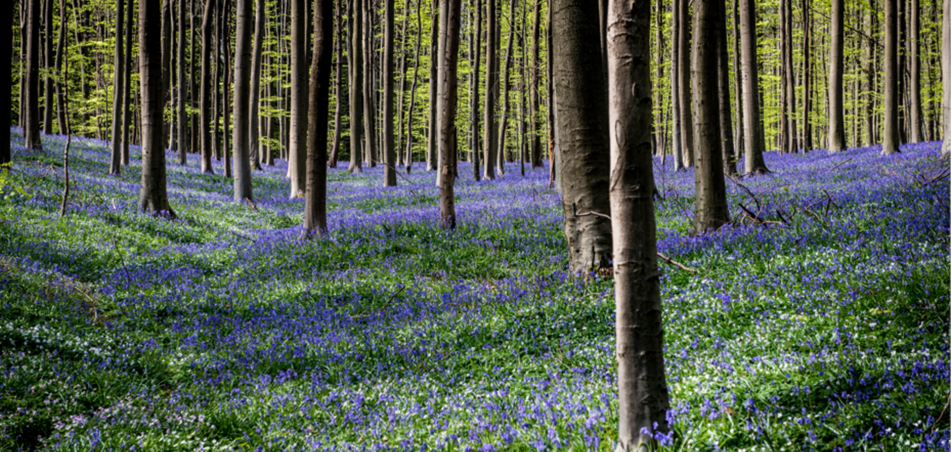 Яке свято відзначають 6 квітня: все про цей день