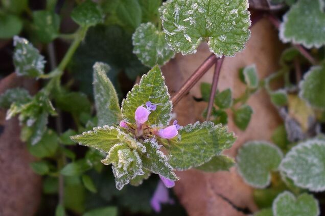Похолодання і перші заморозки на ґрунті: синоптики дали прогноз погоди на четвер