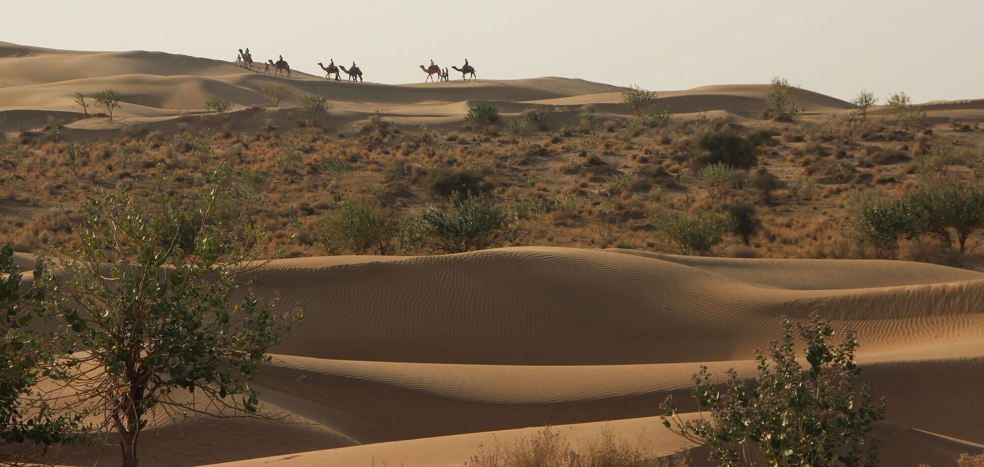 Мільйони людей у небезпеці: чому раптово позеленіла найбільш заселена пустеля світу