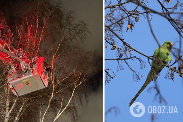 В Швеции попугай ругался на пожарных, которые хотели снять его с дерева: птицу приманили сигаретами. Фото