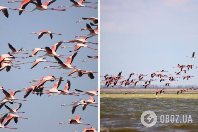 В Тузловские лиманы на Одесщине вернулась стая розовых фламинго: захватывающие фото и видео