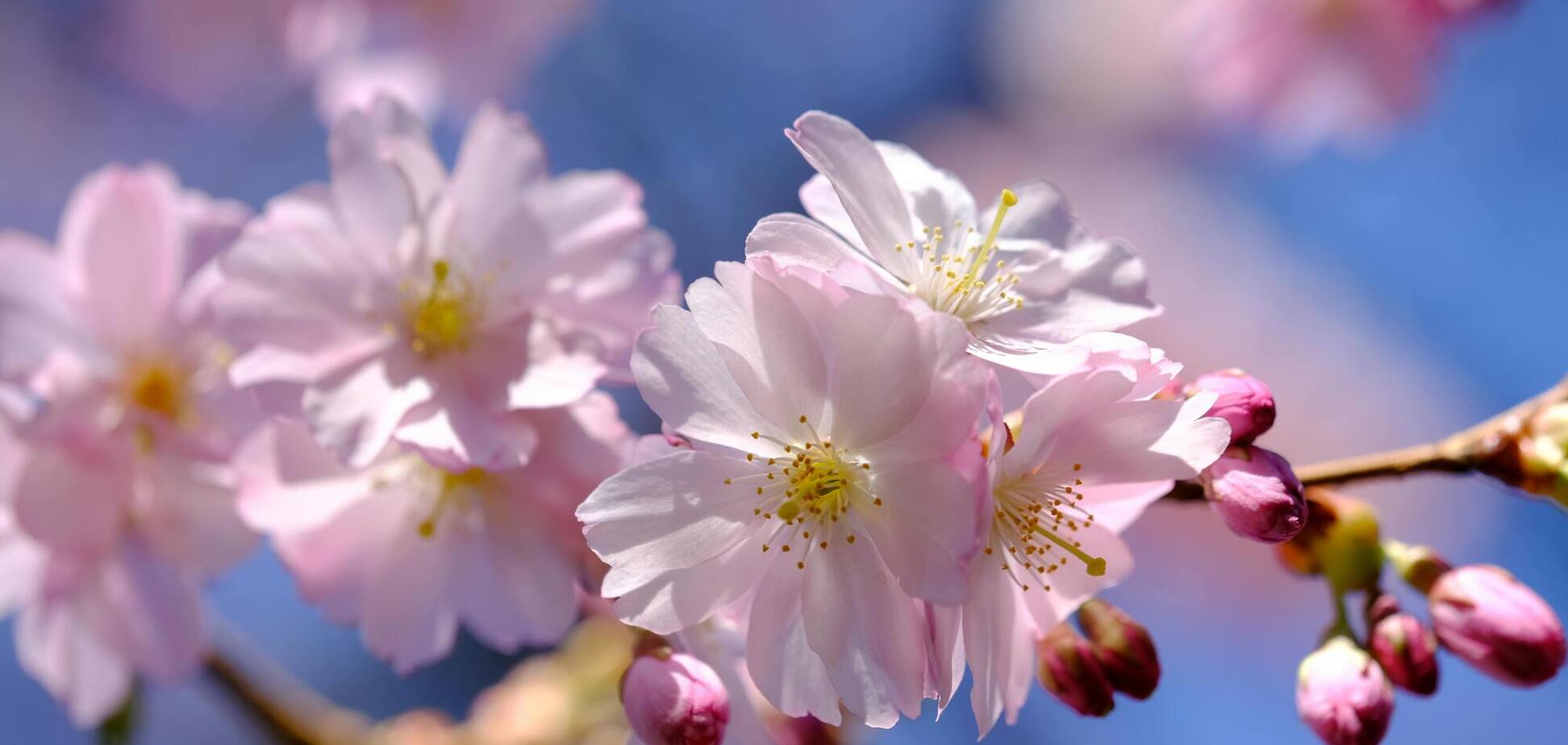 Ждать ли ещё заморозков в апреле: синоптик дала прогноз