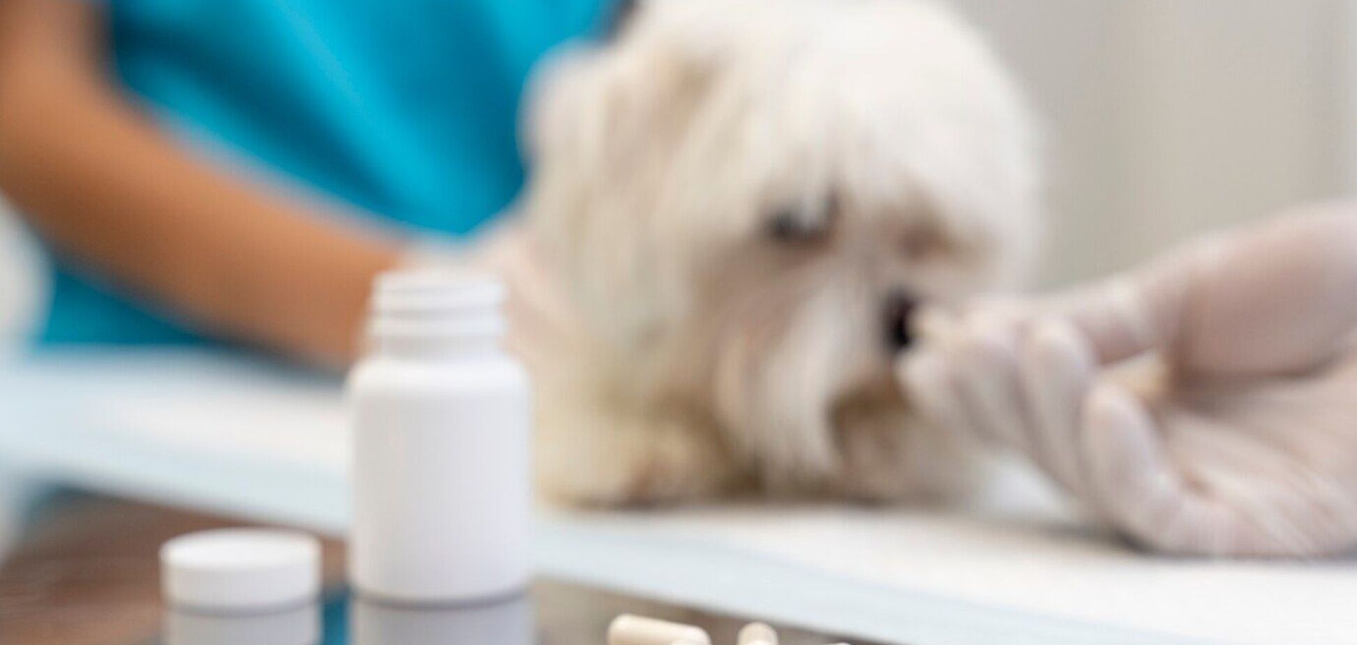 Как заставить собаку проглотить таблетку: четыре хитрые трюки