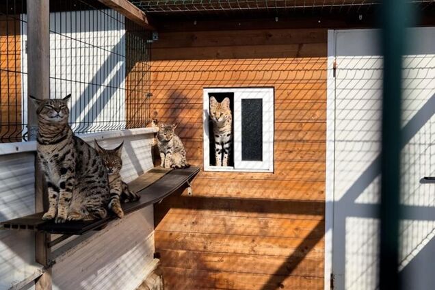 В Испании задержали пару, продававшую экзотических животных из Украины и других государств: всплыли подробности. Фото