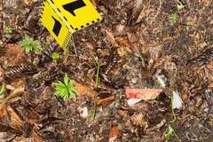 Умышленно заманили жертву в лесопарковую зону: полиция установила подробности убийства 19-летнего парня в Ивано-Франковске