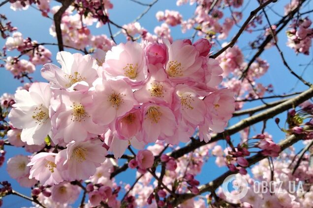 Погода на Пасху удивит: в Гидрометцентре озвучили подробный прогноз по регионам Украины