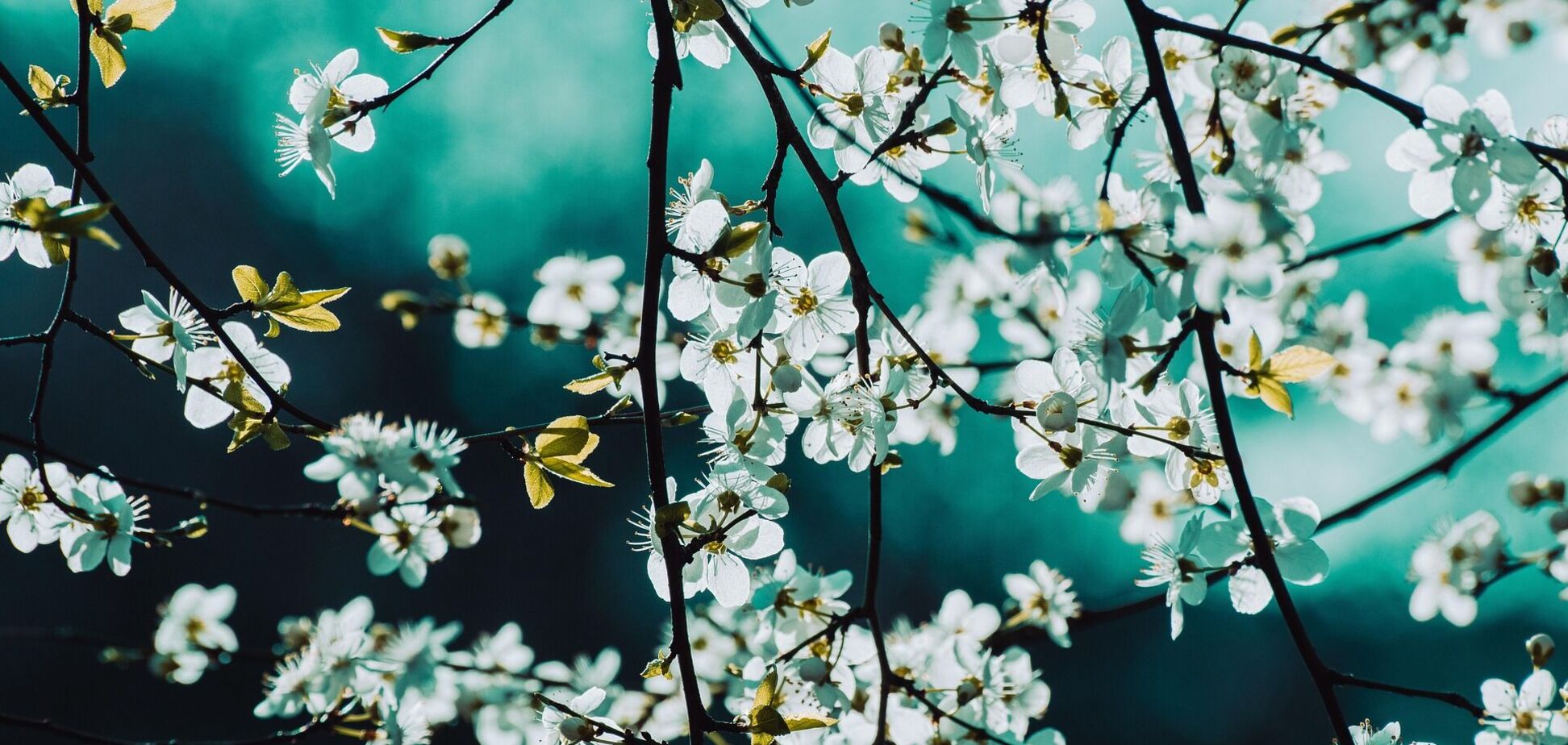 Дощі накриють кілька областей: синоптикиня дала прогноз до кінця тижня в Україні. Карта