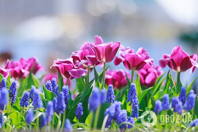 В Киеве расцвели первые тюльпаны: где посмотреть. Фото