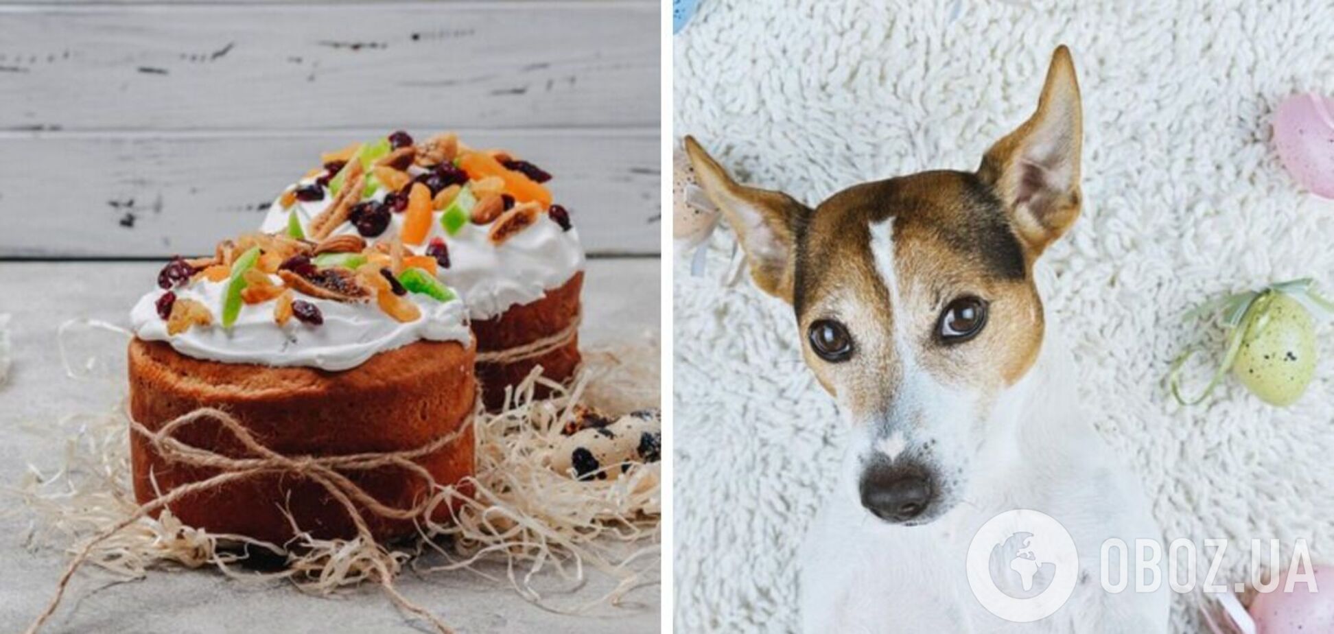 Паски могут быть опасны для собак: ученые сделали предупреждение