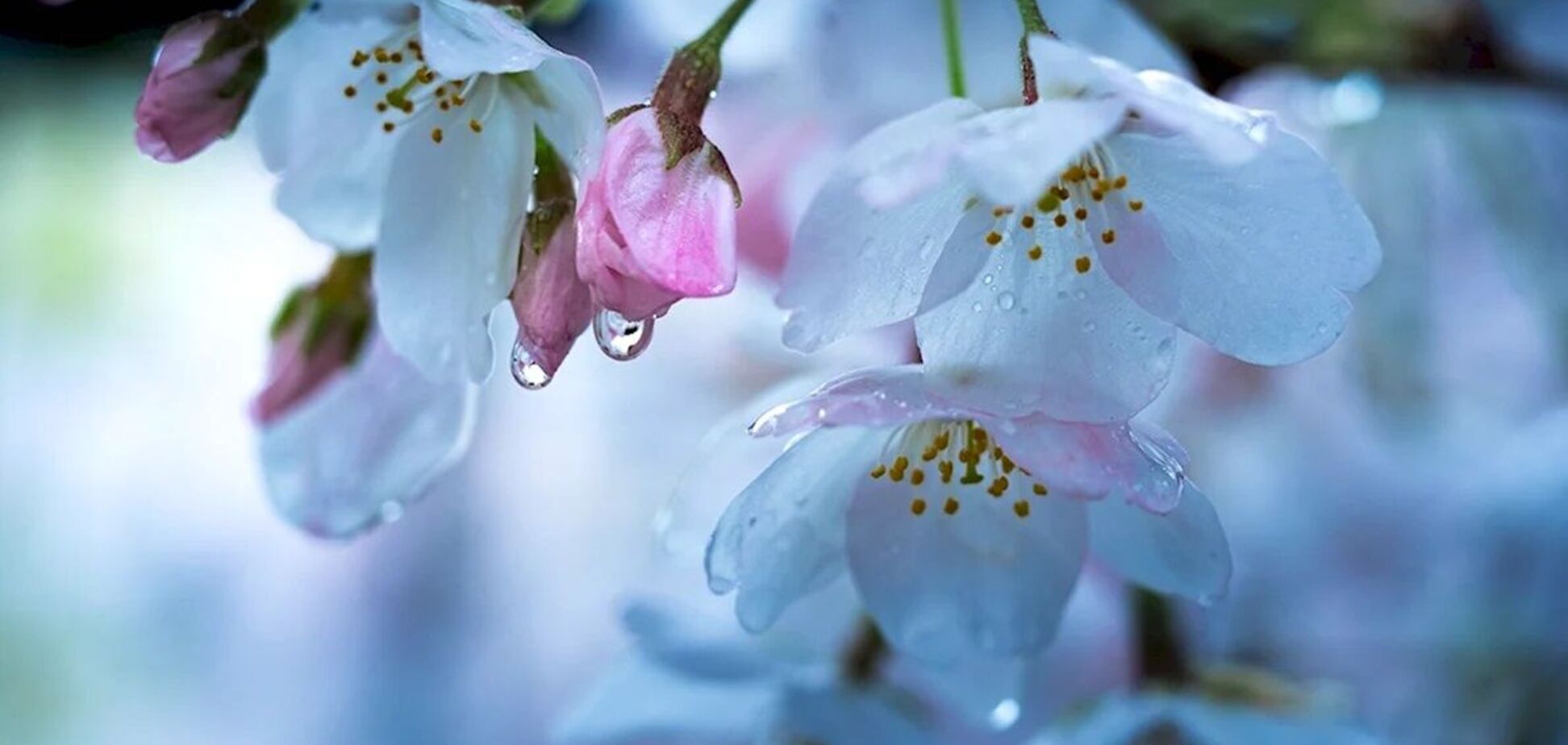 В Украину идут дожди со снегом и существенное похолодание: в Гидрометцентре предупредили о резком изменении погоды