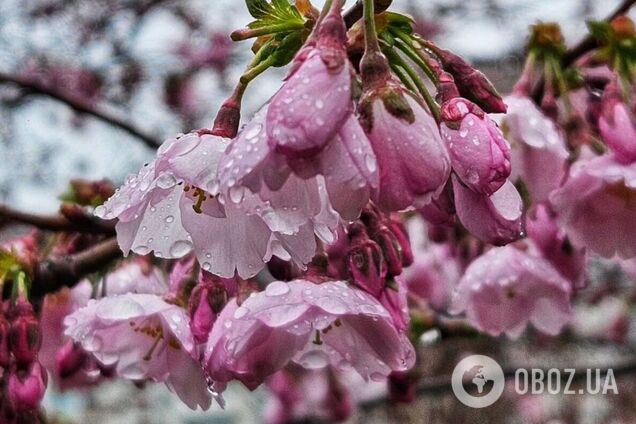 В Киеве расцвели первые сакуры: где посмотреть. Фото