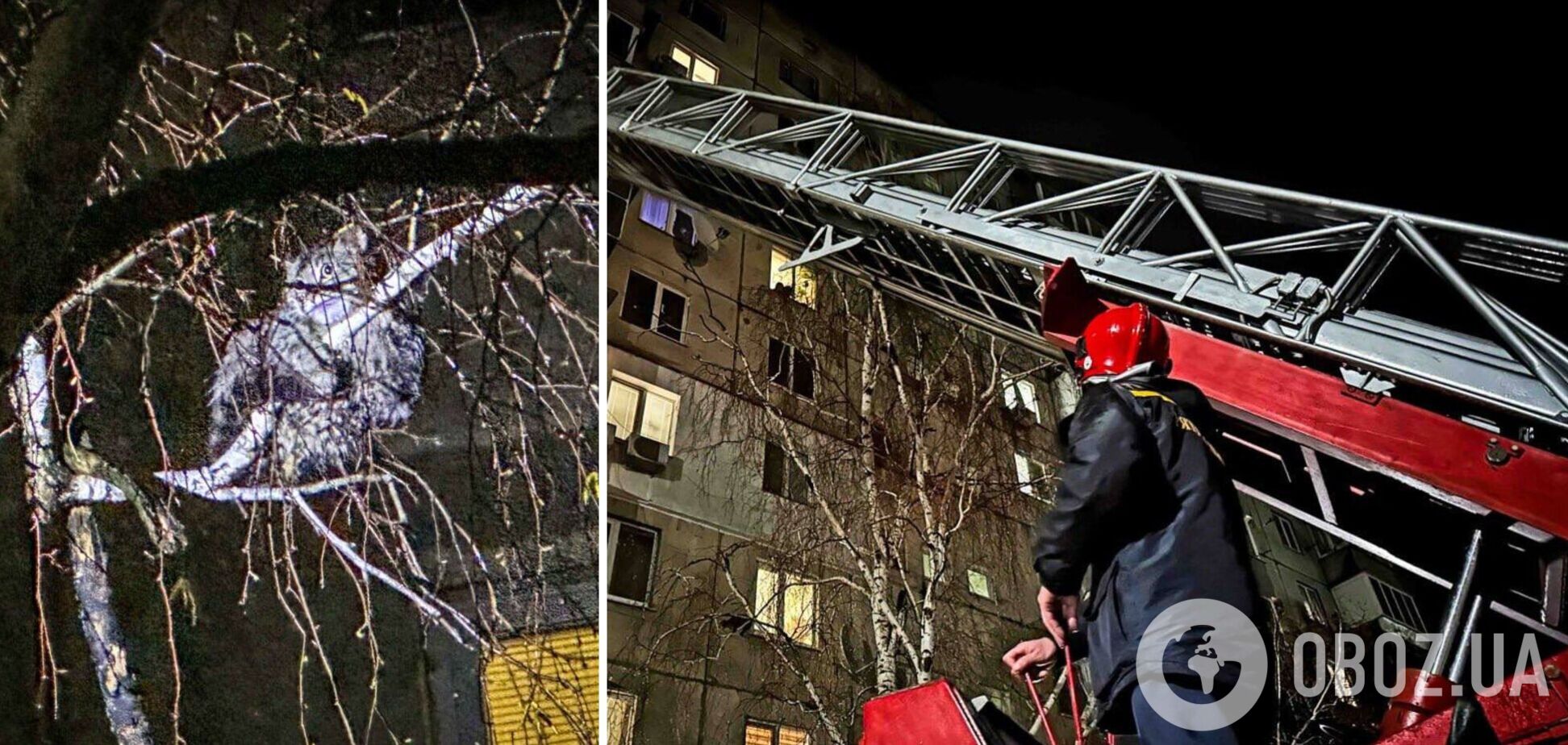 Двое суток провел на дереве: в Киевской области бойцы ГСЧС пришли на помощь котику. Фото и видео