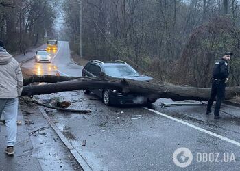 У Києві на автомобіль під час руху впало дерево. Усі подробиці та фото