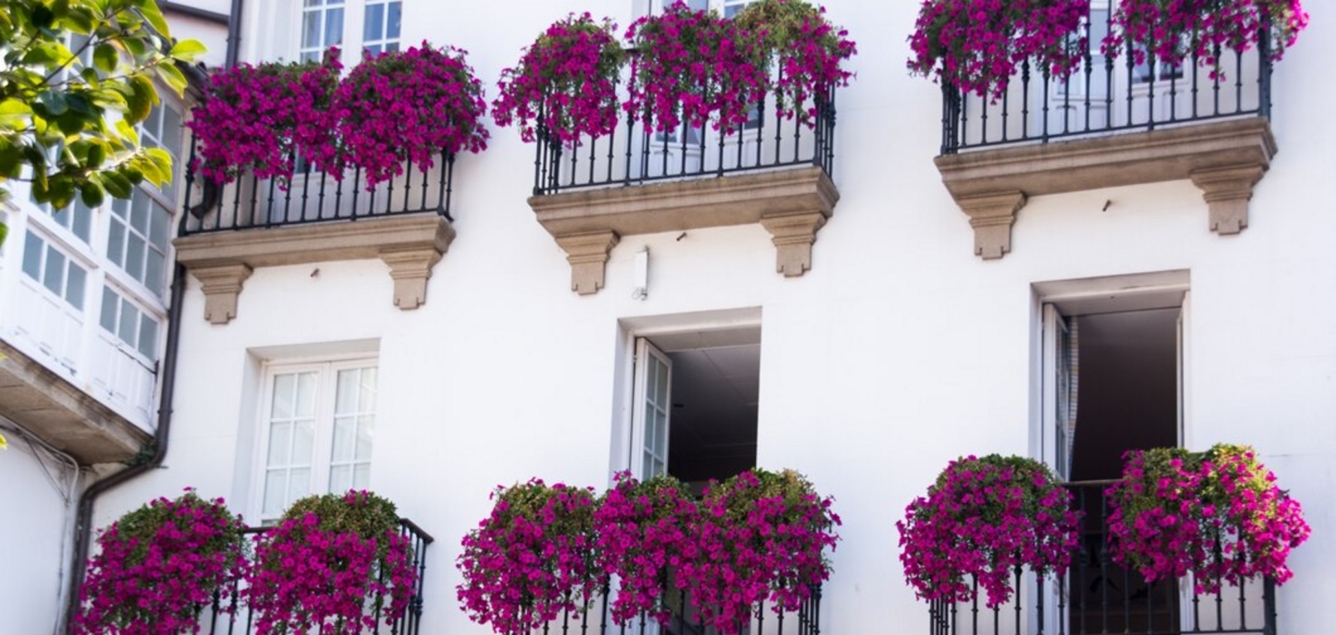 Буде найгарніший у будинку: які квіти посадити на балконі