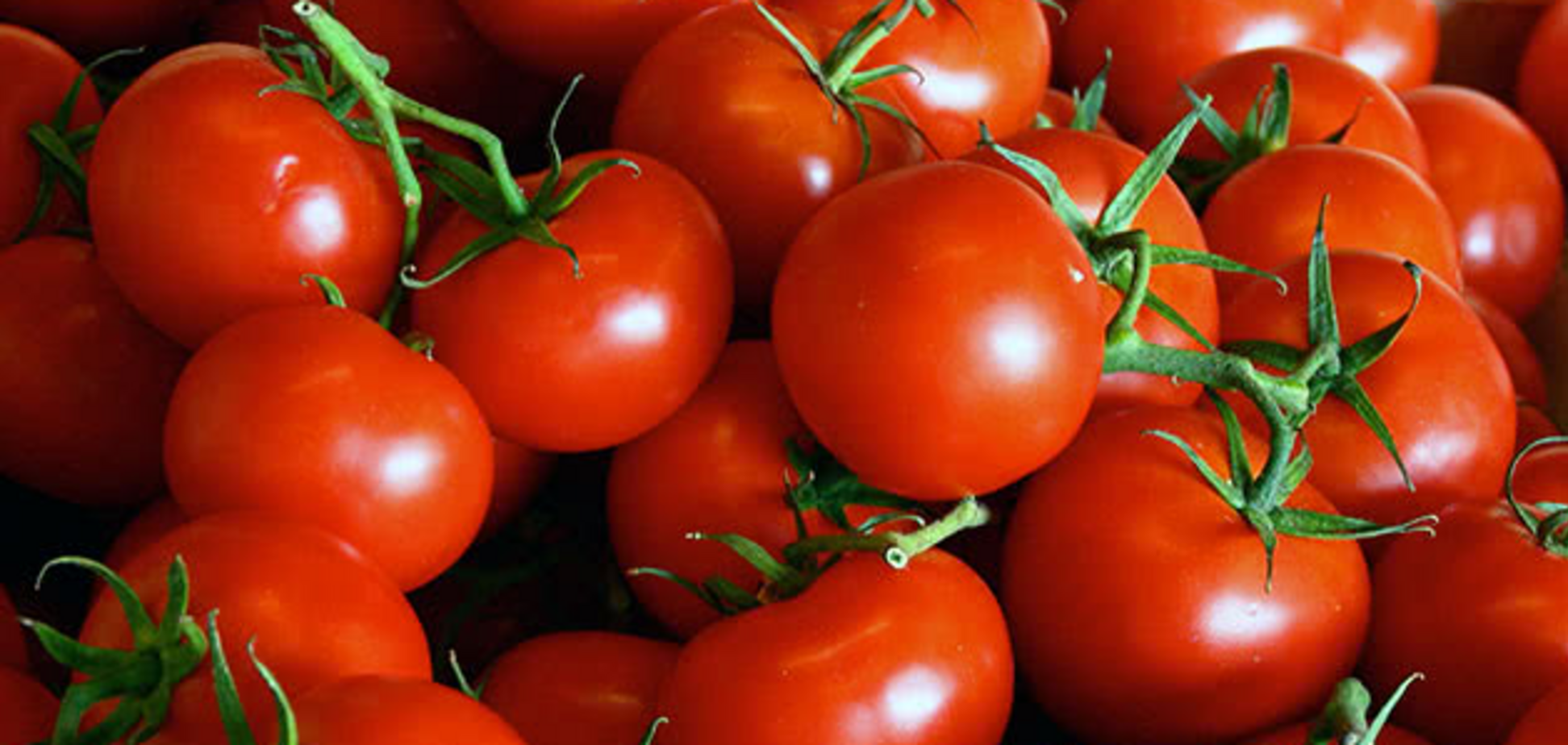 Как получать щедрый урожай помидоров все лето: одна хитрость во время посадки