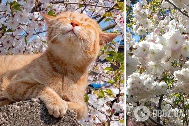 От гроз до летнего зноя: синоптики дали прогноз погоды на неделю. Видео