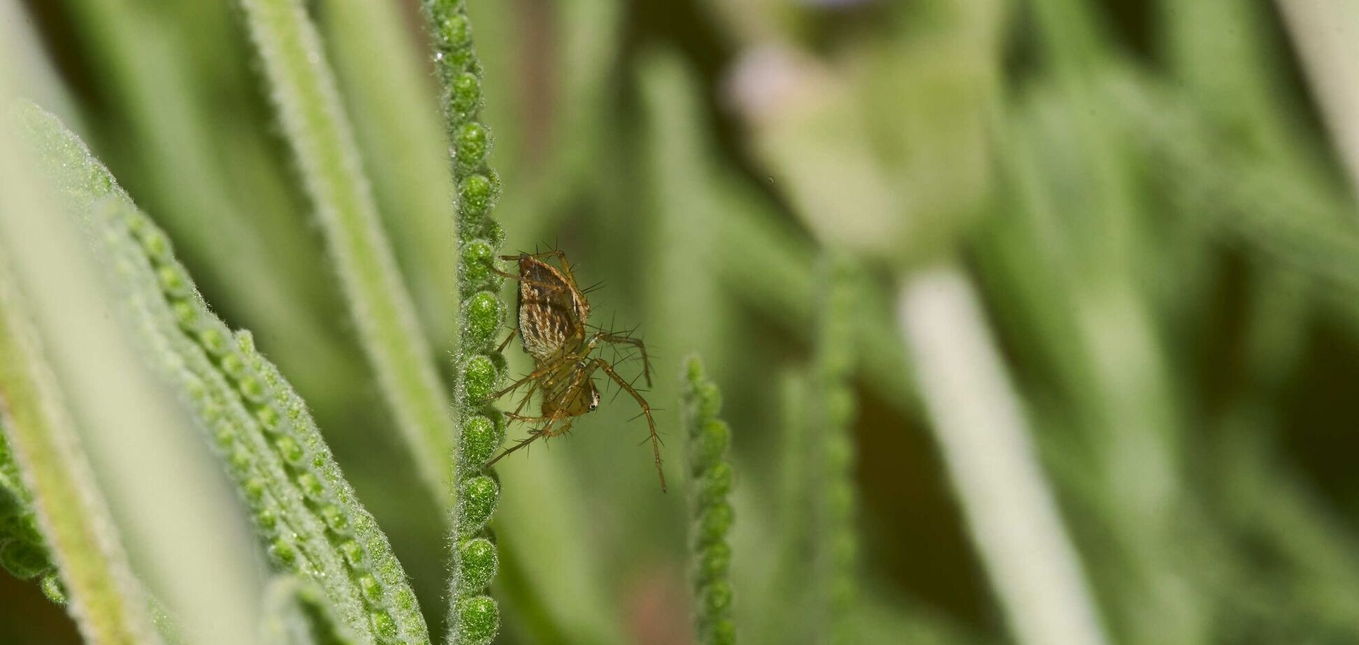 Каких клещей называют иксодовыми: что делать, если обнаружили укус