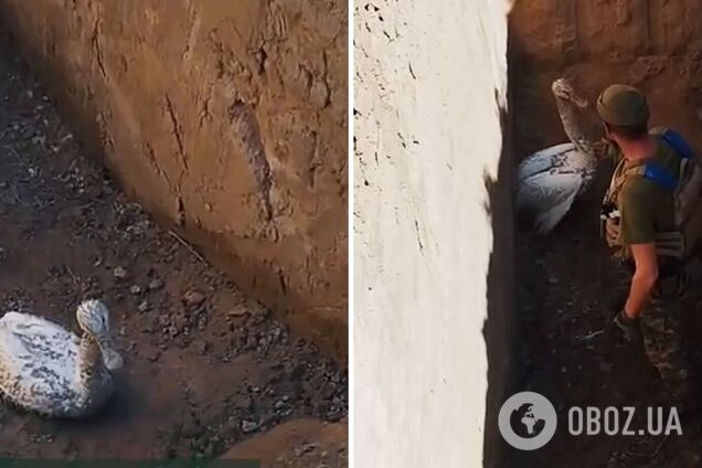 'Збився з курсу': на позиції прикордонників на Херсонщині залетів лебідь. Відео