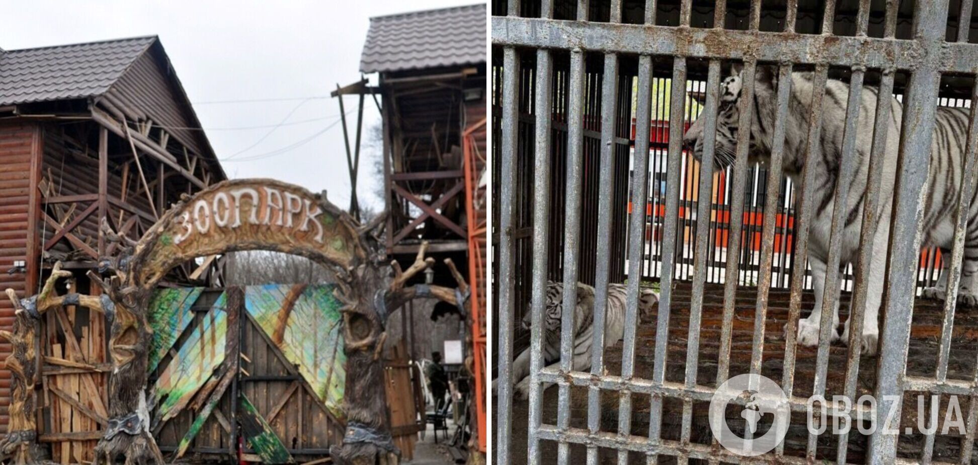 В Мариуполе тигрица загрызла работника зоопарка