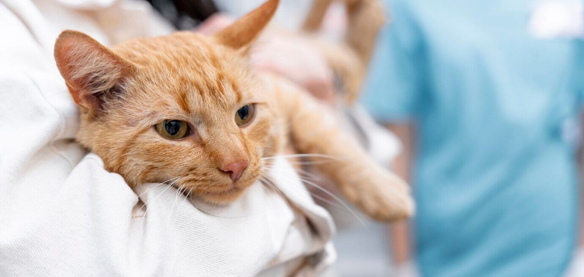 Как распознать смертельную болезнь у кота: топ-3 тревожных признаков