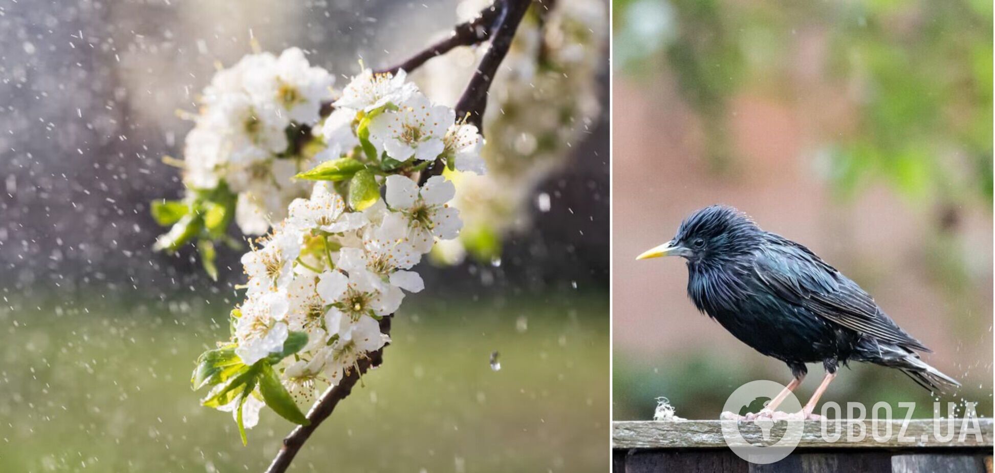 Готовятся изменения с северных широт: синоптики предупредили о погоде на пятницу, 25 апреля