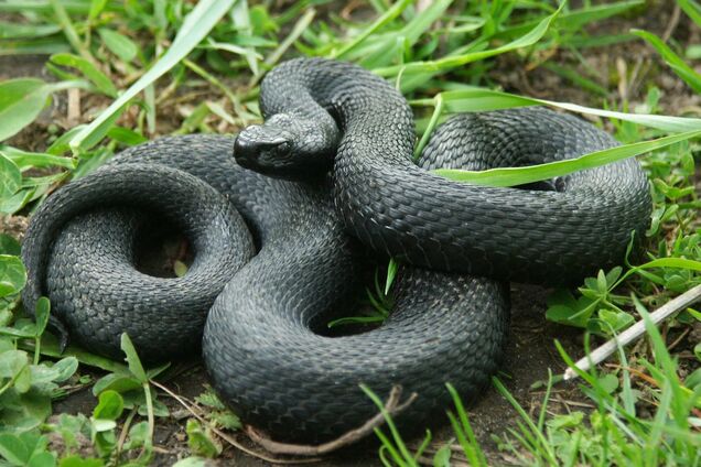 Противояд – не панацея: что делать при укусе гадюки в Украине