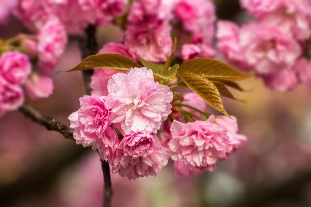Возможны заморозки, но тепло вернется: синоптик рассказала, каких 'сюрпризов' ждать украинцам. Карта