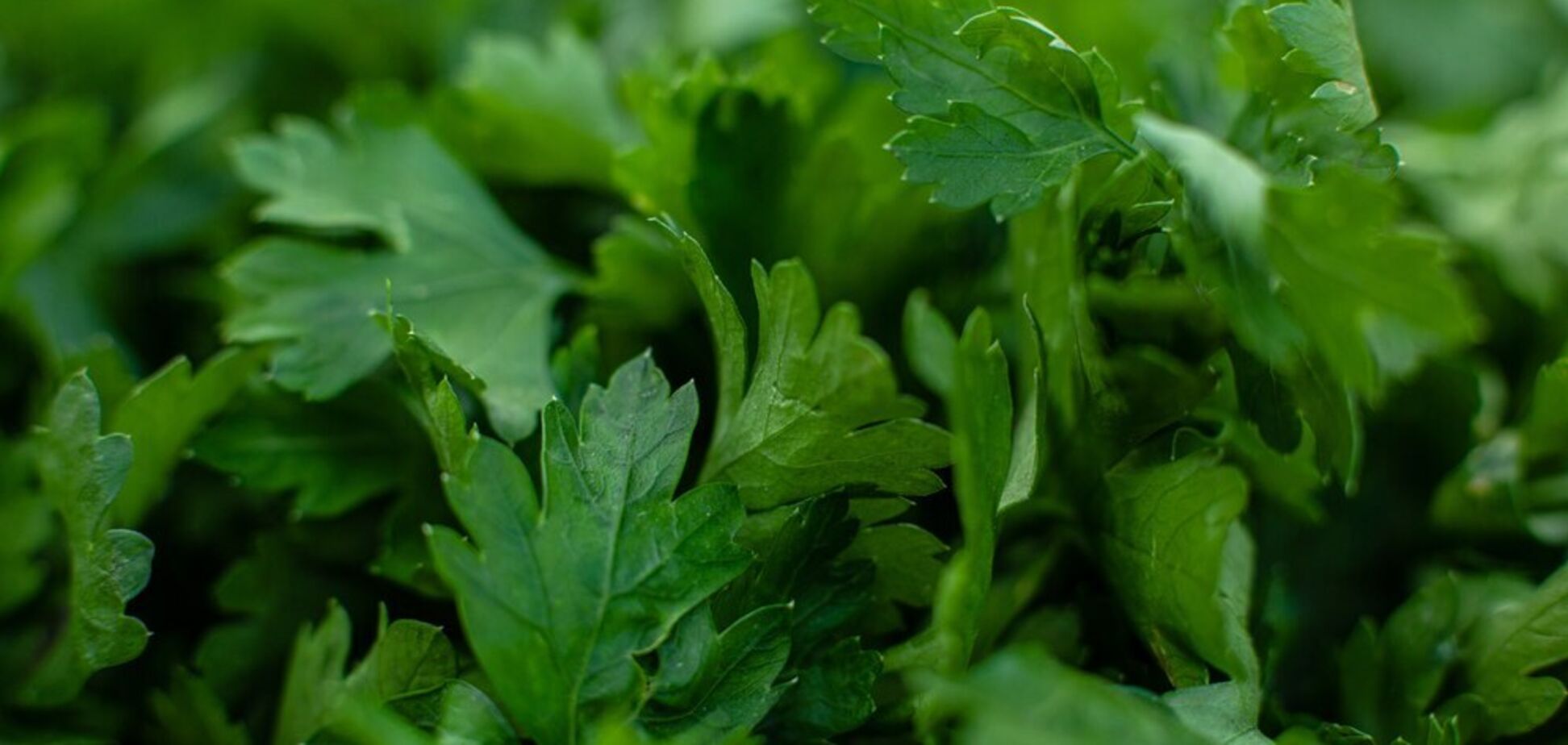 4 главные преимущества употребления петрушки