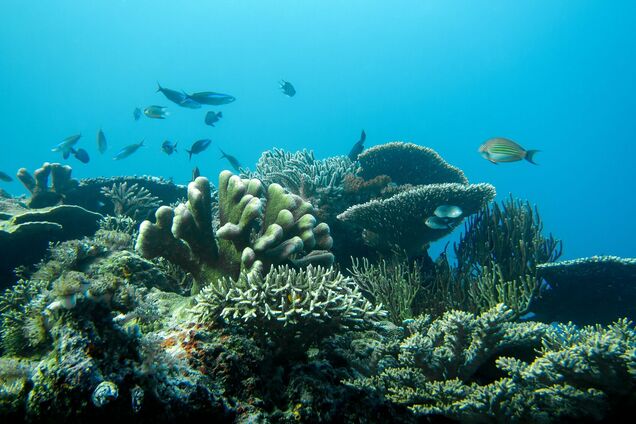 В мире катастрофа с кораллами: более 84% уже пострадали