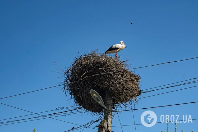 Человечество сильнее войны: под Киевом коммунальщики спасли дом аистов, поврежденный атакой РФ. Фото