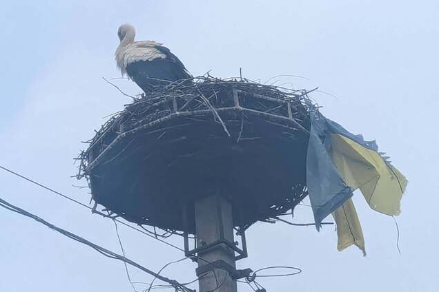 'Навіть птах знає, де його серце!' На Закарпатті лелека приніс у гніздо прапор України. Фото