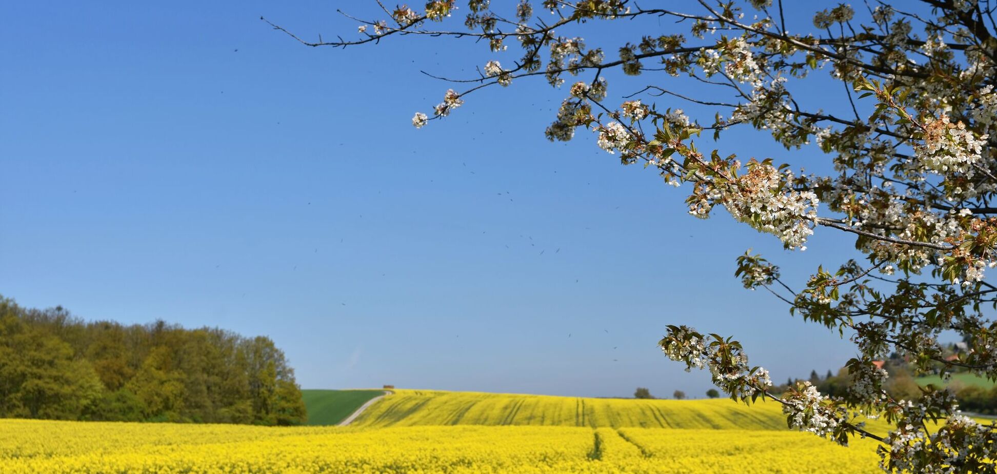 Яке свято відзначають 1 травня в Україні: все про цей день