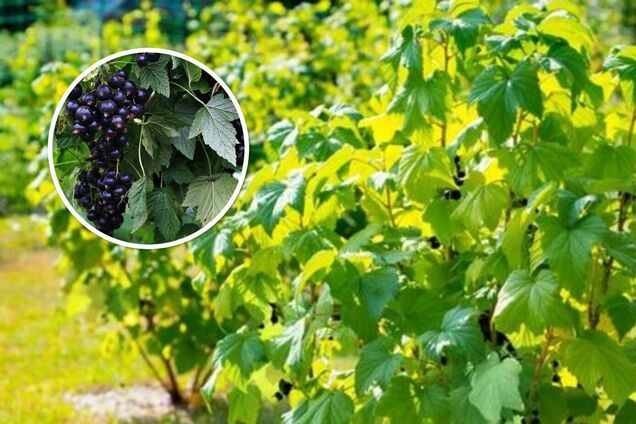 Ягод будет больше: чем подкормить смородину в мае