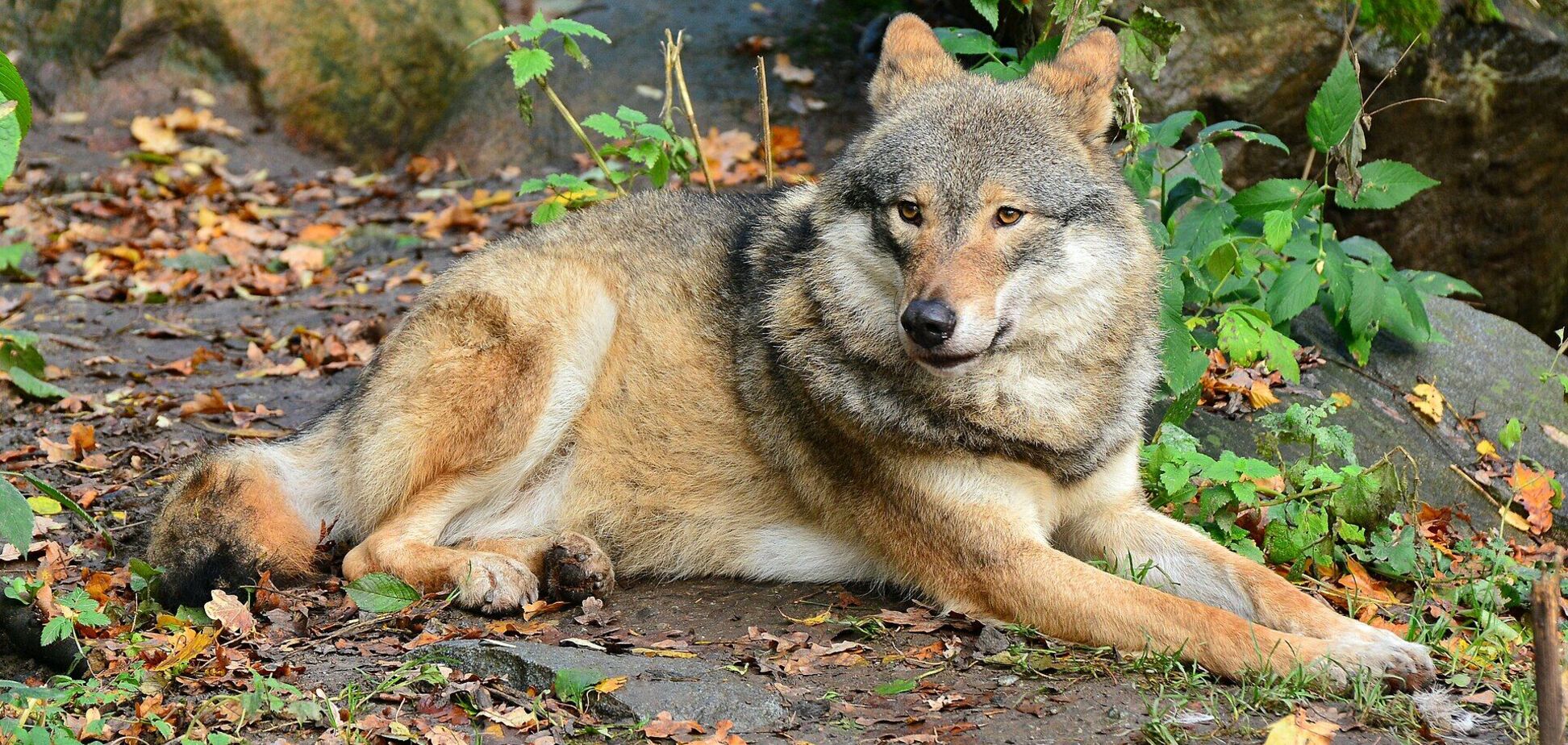 Трудно заметить: в Чернобыльской зоне камера зафиксировала хищников, у которых идеальная маскировка. Фото