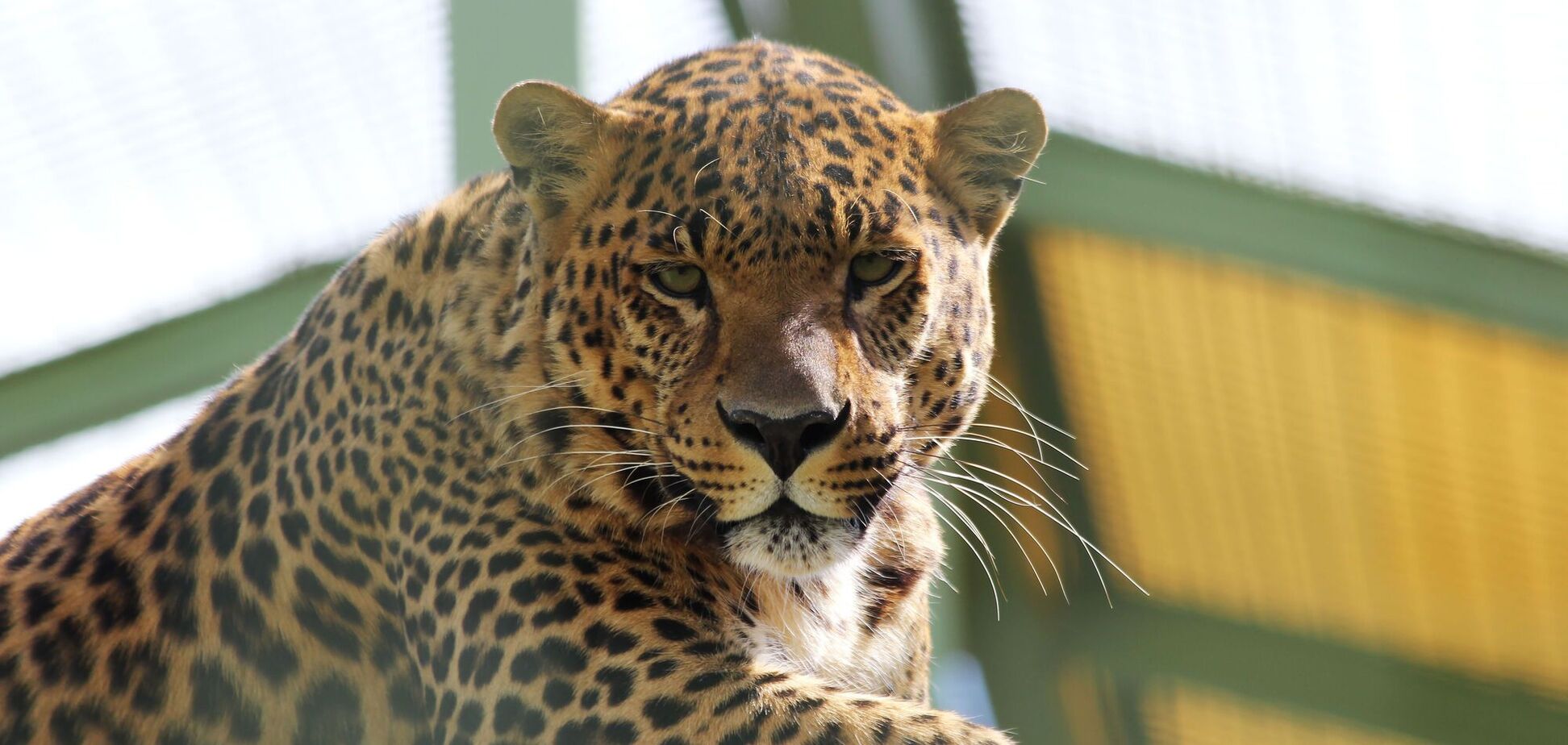 Парк тварин 'ХІІ Місяців' оголосив плани на ювілейний 10-й сезон: коли відкриття