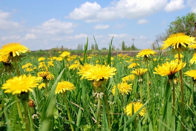 Як позбутися кульбаб у саду і на городі: дієві способи