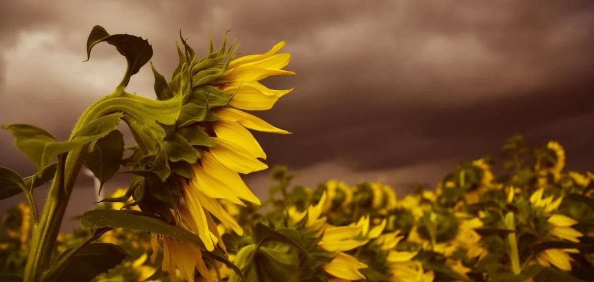 На Україну чекає аномальне літо: синоптики попередили про 'кліматичний удар'