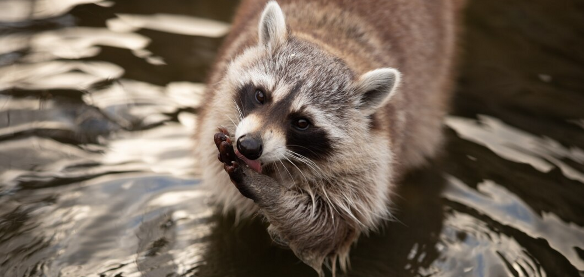 Ссавці вийшли на сушу до того, як астероїд знищив динозаврів: нове відкриття