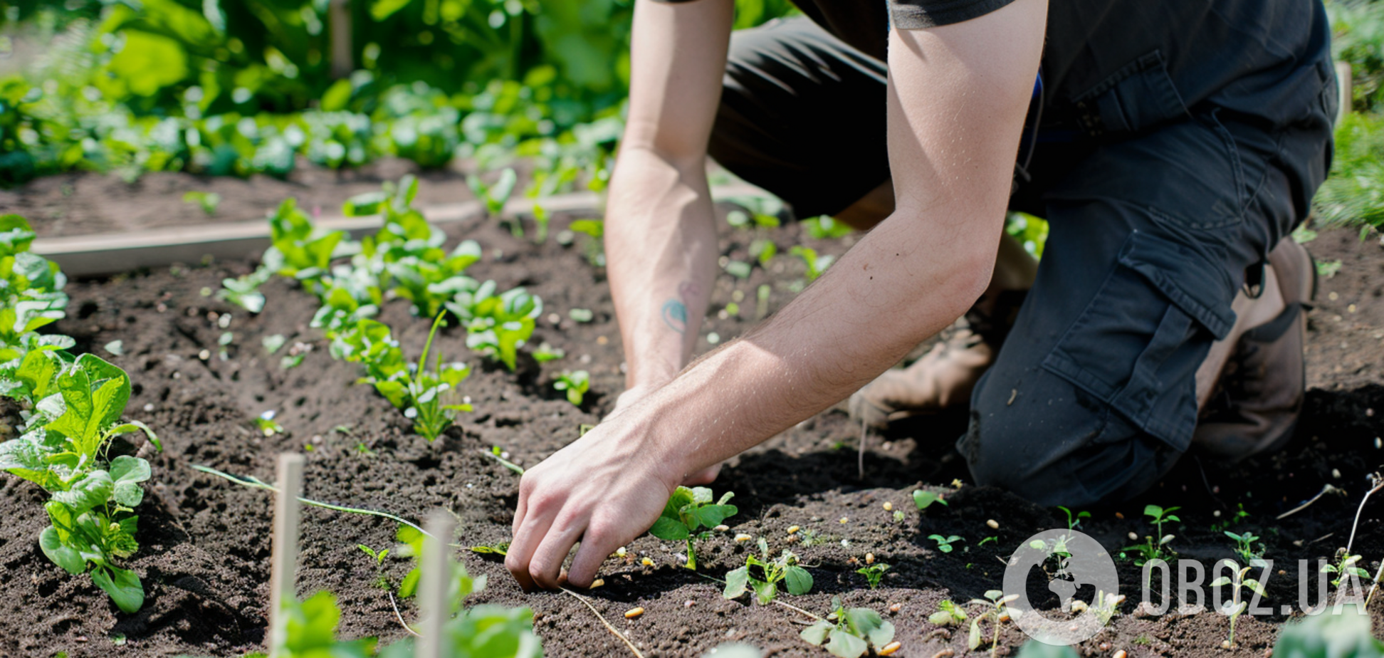 Як позбутися ведмедки на городі: ефективні способи