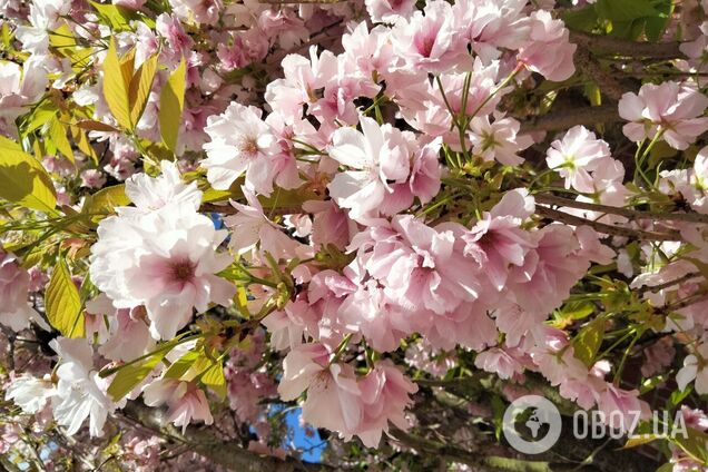 Заморозки, грози та до +24: Гідрометцентр попередив про зміну погоди