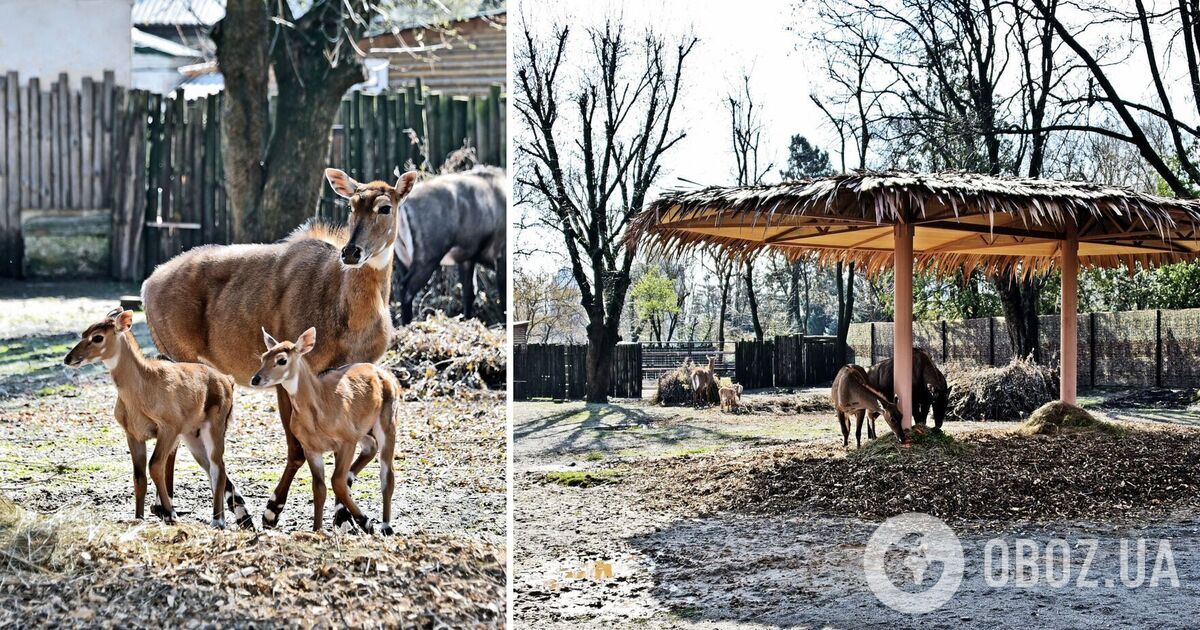 У Київському зоопарку оновили вольєр для родини найбільших азійських антилоп. Фото та подробиці