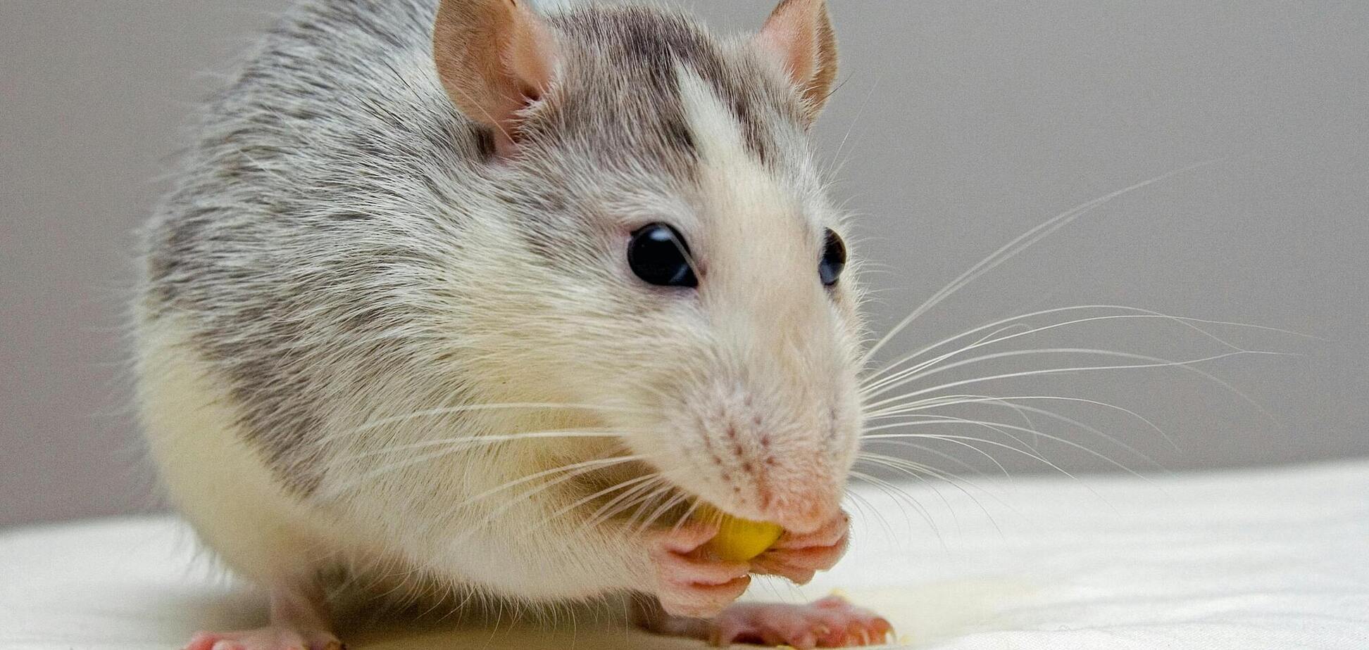 Александр Черкас: Всемирный день крысы: что символизирует и чего следует остерегаться — Блоги | OBOZ.UA