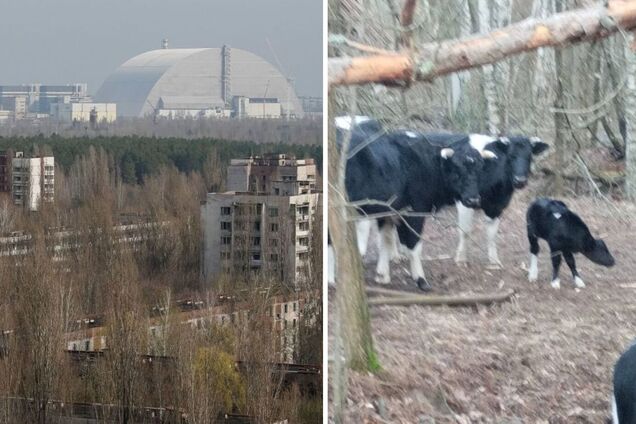 В Чернобыльской зоне появилось пополнение в стаде уникальных одичавших коров. Фото